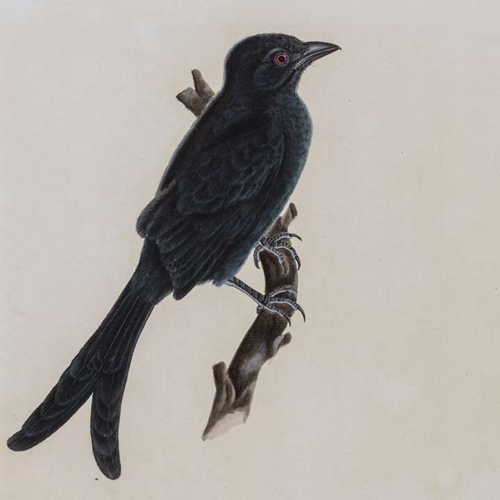 A Study of an Ashy Drongo, Dicrurus leucophaeus